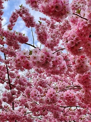 포토 JPG 해외이미지 나무 식물 템플릿 디자인 배너 공원 꽃잎 꽃 분홍색 결혼 백그라운드 꽃무늬 일러스트 자연 벽지 하늘 프레임 미술 동양인 사람없음 야외 장식 빛 뷰티 정원 일본 봄 낭만 벚꽃 흰색 나뭇가지 축하 신선 개화 체리 심볼 그림 부드러움 고립 엘리먼트 해외202309 해외포토 계절 공공시설 아시아 컬러 컨셉 무늬 과일 문화예술 인종 이벤트 감각 생태계 파일형식