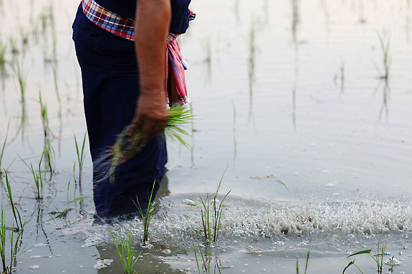 포토 JPG 해외이미지 손 한명 들기 성인 신체부위 새싹 하반신 성장 쌀 농부 모내기 논밭 성인한명만 해외포토 식물 직업 1 밭 농업 모션 곡류 논 사람 성인만 파일형식