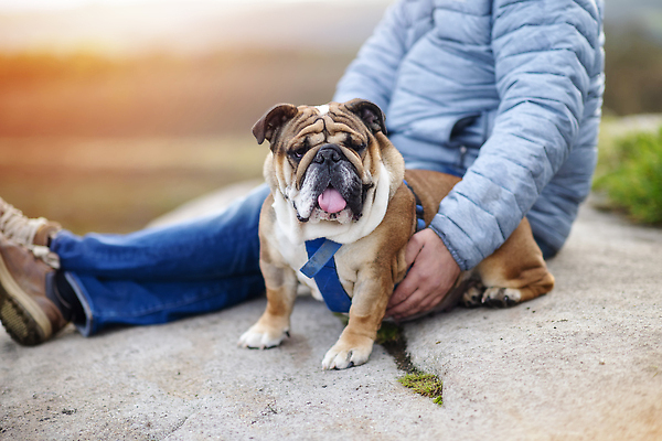 포토 JPG 해외이미지 동물 라이프스타일 노년 남자 행복 관계 자연 휴가 사람 사람없음 야외 반려동물 달리기 걷기 카메라 힘 닫기 개 치아 큼 은퇴 비만 근육질 불독 송곳니 기르기 동반자 복종 신앙심 연금 해외202309 해외포토 감정 포유류 모션 근육 성인 생활 전자제품 소화기관 크기 몸매 생태계 돌봄 파일형식