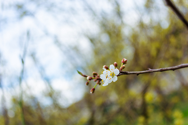 포토 JPG 해외이미지 나무 식물 계절 공원 꽃잎 꽃 아시아 컬러 백그라운드 잎 꽃무늬 자연 친절 동양인 사람없음 야외 컬러풀 뷰티 정원 일본 고요 봄 성장 벚꽃 흰색 나뭇가지 신선 개화 체리 원예 생태학 엘리먼트 카피스페이스 해외202309 해외포토 공공시설 교육 나라 무늬 과일 인종 취미 공백 생태계 파일형식