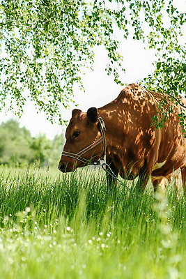 포토 JPG 해외이미지 동물 여자 백그라운드 밭 농업 포유류 자연 육류 서기 풍경 사람없음 야외 빨간색 초록색 여름 농장 농경지 갈색 환경 가축 목장 소고기 우유 흰색 시골 신선 소 군중 방목 땅 장면 송아지 고립 기르기 밭일 해외202309 해외포토 계절 산업 새끼 컬러 식재료 모션 유제품 사람 축산업 생태계 돌봄 파일형식