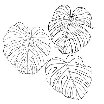 EPS 해외이미지 식물 실루엣 선 잎 꽃무늬 라인일러스트 일러스트 자연 잉크 그래픽 장식 초록색 여름 세트 검은색 나뭇가지 우아함 숲 열대우림 스케치 문신 심볼 그림 윤곽 내추럴 고립 엘리먼트 열대기후 이국적 파라다이스 하와이인 활자 벡터 그리너리 해외202309 해외일러스트 외국인 나무 계절 꽃 컬러 컨셉 무늬 촬영기법 미술 생태계 활자판 파일형식 트랜드컬러