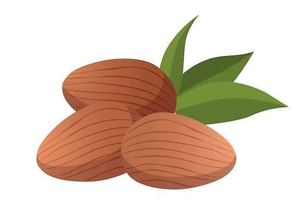 EPS 해외이미지 식물 디자인 선 음식 백그라운드 농업 다이어트 과일 일러스트 재료 자연 건조 건강 씨앗 그래픽 세트 갈색 견과류 수확 흰색 신선 맛 상품 심볼 오브젝트 사인 유기농 알맹이 날것 윤곽 아몬드 비타민 내추럴 고립 단백질 식용 채식주의자 벡터 비건 해외202309 해외일러스트 웰빙 산업 컬러 컨셉 생태계 채식 영양소 파일형식