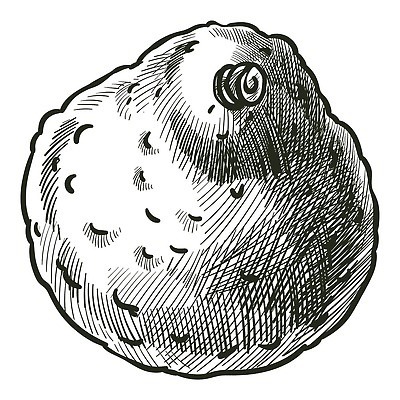 EPS 해외이미지 일러스트 흑백 사람없음 스케치 묘사 드로잉 아보카도 해외202309 해외일러스트 과일 촬영기법 미술 파일형식 벡터