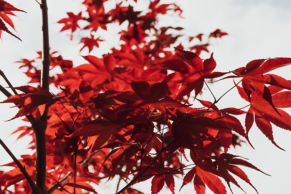 포토 JPG 해외이미지 나무 식물 디자인 계절 공원 아시아 컬러 백그라운드 단풍 잎 패턴 오렌지 자연 사람없음 야외 장식 빨간색 초록색 빛 컬러풀 햇빛 뷰티 노란색 환경 정원 일본 봄 나뭇가지 숲 질감 내추럴 고립 해외202309 해외포토 공공시설 나라 무늬 과일 태양 생태계 파일형식