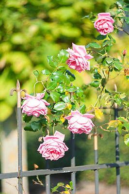 포토 JPG 해외이미지 식물 꽃잎 꽃 분홍색 컬러 백그라운드 꽃무늬 자연 사랑 사람없음 초록색 여름 컬러풀 뷰티 장미 정원 봄 벚꽃 신선 개화 4월 원예 부드러움 내추럴 해외202309 해외포토 계절 감정 무늬 취미 감각 날짜 생태계 파일형식