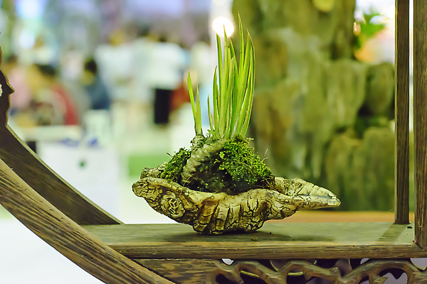 포토 JPG 해외이미지 나무 식물 전통 디자인 아시아 문화 여행 패턴 자연 동양인 사람없음 장식 초록색 뷰티 일본 중국 바위 역사 작음 원예 분재 옛날 스타일 해외202309 해외포토 나라 컬러 무늬 인종 취미 돌_바위 크기 생태계 파일형식