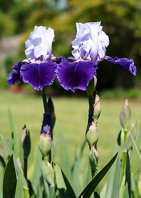 포토 JPG 해외이미지 식물 계절 꽃잎 꽃 꽃무늬 자연 풍경 사람없음 야외 여름 환경 정원 봄 성장 벚꽃 신선 개화 관목 생태계 원예 화단 붓꽃 내추럴 영원 해외202309 해외포토 나무 무늬 취미 파일형식