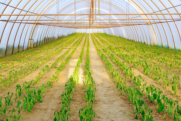 포토 JPG 해외이미지 식물 계절 산업 농업 채소 비즈니스 파프리카 실내 건강 사람없음 물 농장 새싹 농사 흙 봄 성장 신선 달콤 큼 유기농 원예 먼지 후추 내추럴 거름 땅바닥 모종 묘목 밭일 심기 온실 줄서기 해외202309 해외포토 자연요소 나무 웰빙 모션 바닥 취미 내부 맛 크기 향신료 파일형식