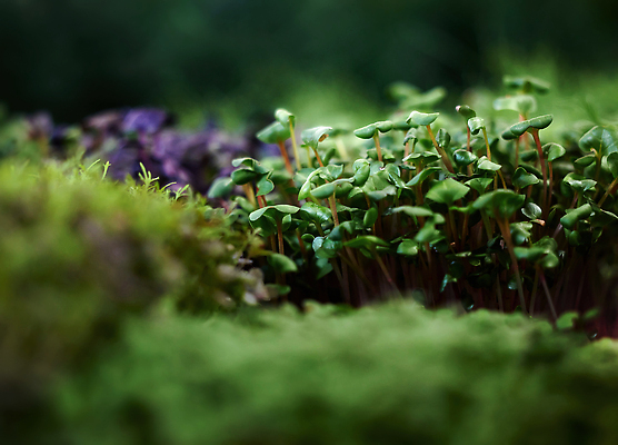 포토 JPG 해외이미지 식물 산업 음식 백그라운드 잎 농업 다이어트 채소 장난 재료 자연 건강 종류 사람없음 초록색 성장 신선 뜨거움 그룹 시장 먹기 허브 복지 유기농 원예 날것 건강식 내추럴 생태학 온실 채식주의자 그리너리 디톡스 비건 해외202309 해외포토 웰빙 교육 컬러 모션 취미 사회이슈 생태계 채식 파일형식 트랜드컬러