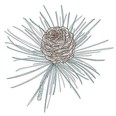 EPS 해외이미지 식물 크리스마스 겨울 꽃무늬 일러스트 자연 휴가 새해 미술 크리스마스트리 수확 나뭇가지 우아함 스케치 라인아트 원뿔 삼나무 현실 해외202309 해외일러스트 도형 나무 계절 기념일 꽃 선 컨셉 무늬 농업 문화예술 생태계 파일형식 벡터
