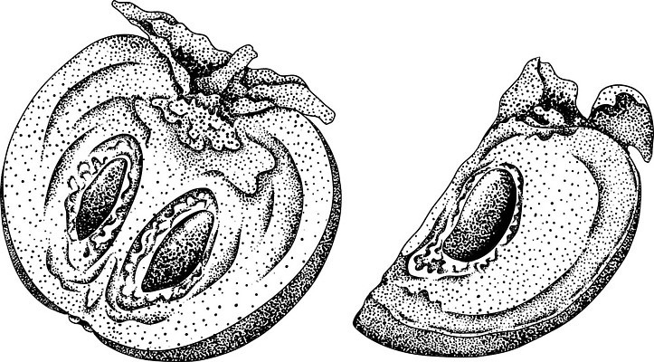 EPS 해외이미지 나무 음식 조각 백그라운드 채소 오렌지 과일 일러스트 자연 건강 감 미술 동양인 일본 흰색 신선 달콤 스케치 먹기 날것 판화 건강식 내추럴 고립 숙성 이국적 채식주의자 벡터 해외202309 해외일러스트 식물 아시아 컬러 모션 문화예술 인종 맛 생태계 채식 파일형식