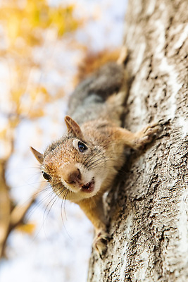 포토 JPG 해외이미지 나무 사람없음 갈색 귀여움 다람쥐 해외202309 해외포토 식물 컬러 컨셉 설치류 파일형식