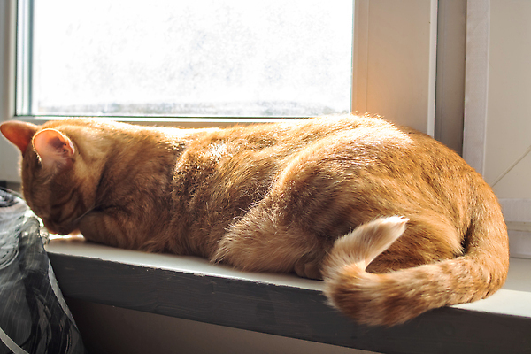 포토 JPG 해외이미지 창문 사람없음 반려동물 눕기 햇빛 귀여움 고양이 안락 해외202309 해외포토 동물 컨셉 포유류 모션 태양 파일형식