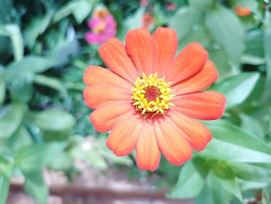 포토 JPG 해외이미지 식물 공원 꽃잎 꽃 줄기 분홍색 백그라운드 잎 꽃무늬 밭 오렌지 자연 국화 사람없음 야외 장식 빨간색 초록색 컬러풀 뷰티 노란색 정원 보라색 봄 활발 벚꽃 흰색 신선 개화 우아함 화단 내추럴 해외202309 해외포토 계절 공공시설 컬러 컨셉 무늬 농업 과일 생태계 파일형식