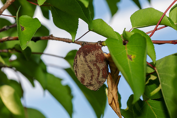 포토 JPG 해외이미지 식물 계절 음식 잎 농업 사람없음 손상 수확 껍질 질병 유기농 패배 문제 곰팡이 살구 썩음 세련 해외202309 해외포토 웰빙 산업 컨셉 과일 의학 파일형식