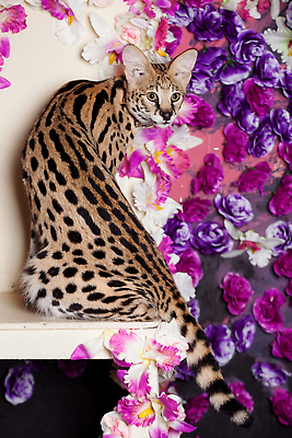 포토 JPG 해외이미지 동물 응시 시선 꽃 야생동물 분홍색 오렌지 포유류 아프리카 자연 수염 털 실내 동물원 종류 사람없음 빨간색 초록색 반려동물 장미 노란색 고양이 듣기 백합 큼 제비꽃 집중 사파리 사냥 귀 육식동물 사냥꾼 육식 표범 경보 해외202309 해외포토 식물 직업 나라 컬러 컨셉 과일 모션 내부 신체부위 크기 생태계 파일형식