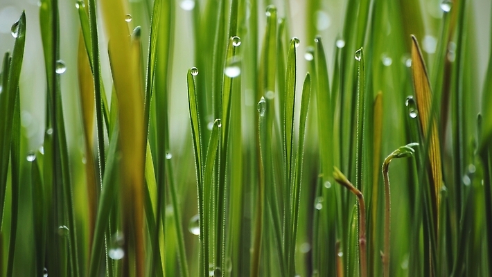 포토 JPG 해외이미지 식물 음식 백그라운드 잎 밭 농업 자연 아침 건강 잔디 사람없음 초록색 물 파란색 태양 농장 새싹 환경 정원 맑음 봄 젖음 성장 물방울 신선 닫기 떨어짐 이슬 밀 빗방울 허브 내추럴 세련 귀리 해외202309 해외포토 주간 자연요소 계절 산업 컬러 컨셉 모션 날씨 곡류 비_날씨 생태계 파일형식