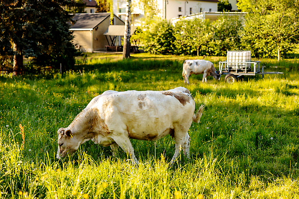 포토 JPG 해외이미지 동물 백그라운드 밭 농업 자연 사람없음 야외 초록색 뷰티 농장 농경지 가축 봄 흰색 시골 소 군중 방목 먹기 내추럴 돌봄 밭일 수유 찰과상 해외202309 해외포토 계절 산업 컬러 포유류 모션 사람 축산업 상처 생태계 파일형식
