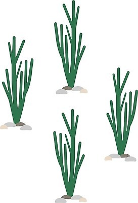 EPS 해외이미지 식물 디자인 꽃 포스터 화초 백그라운드 꽃무늬 패턴 일러스트 자연 벽지 선인장 미술 그래픽 장식 초록색 여름 세트 유행 정원 사막 바위 직물 신용카드 인쇄 만화 천 질감 손그림 내추럴 다육식물 이국적 페루 스타일 벡터 반복 해외202309 해외일러스트 계절 컬러 무늬 문화예술 금융 돌_바위 남아메리카 생태계 파일형식