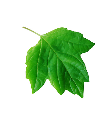 포토 JPG 해외이미지 나무 식물 계절 클리핑패스 컬러 백그라운드 컨셉 잎 패턴 자연 건강 사람없음 야외 목재 초록색 여름 환경 정원 봄 성장 벚꽃 나뭇가지 개화 숲 만족 원예 질감 정맥 산소 고립 생태학 해외202309 해외포토 교육 꽃 감정 무늬 재료 취미 원소 생태계 혈관 파일형식