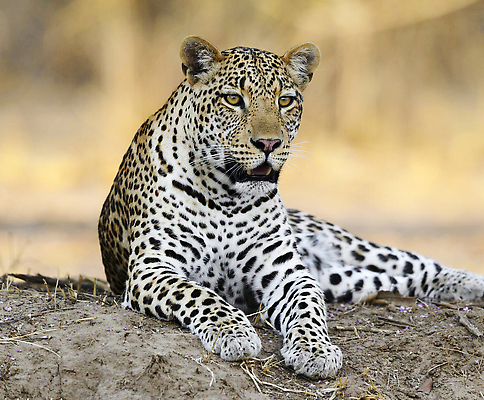 포토 JPG 해외이미지 여행 사람없음 여행객 잠비아 해외202309 해외포토 아프리카 사람 파일형식