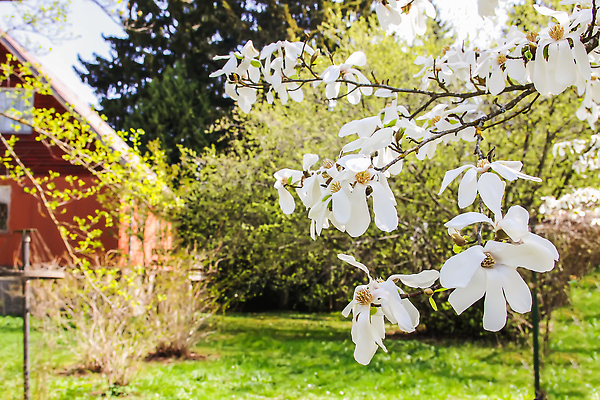포토 JPG 해외이미지 나무 식물 공원 꽃잎 꽃 분홍색 컬러 백그라운드 잎 꽃무늬 패턴 자연 사람없음 빨간색 초록색 컬러풀 뷰티 정원 보라색 봄 활발 벚꽃 흰색 나뭇가지 신선 개화 그룹 숲 진달래 원예 질감 상록수 내추럴 생태학 영원 해외202309 해외포토 계절 공공시설 교육 컨셉 무늬 취미 생태계 파일형식