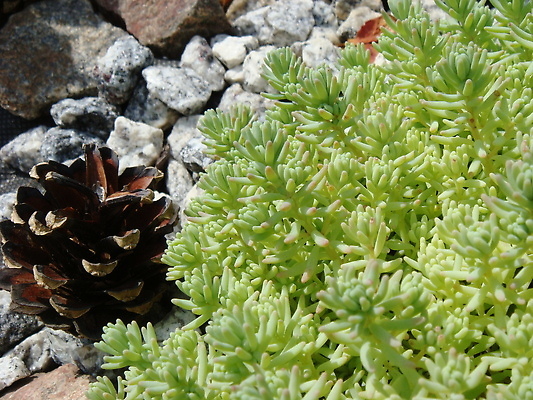 포토 JPG 해외이미지 모양 나무 식물 디자인 공원 컬러 백그라운드 컨셉 패턴 밭 포장 자연 표면 추상 잔디 사람없음 야외 목재 장식 초록색 여름 뷰티 농장 우주 정원 봄 회색 조약돌 바위 흰색 신선 매끈함 숲 작음 천 묘사 원예 질감 조경 통나무 타운 내추럴 땅바닥 수목 해외202309 해외포토 계절 공공시설 무늬 농업 재료 바닥 취미 돌_바위 직물 도시 감각 크기 생태계 파일형식