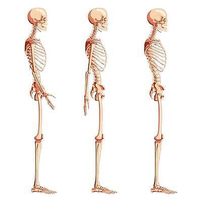 EPS 해외이미지 모델 손 여자 남자 과학 신체 일러스트 해부 뼈 골격 건강 사람 세트 약 머리 3D 호흡기관 플랫 흉부 수집 척추 생물학 시스템 팔 바비큐립 고립 궤 양발 해골모형 벡터 해외202309 해외일러스트 교육 의학 신체부위 모형 장기 바비큐 디지털합성 파일형식 음식