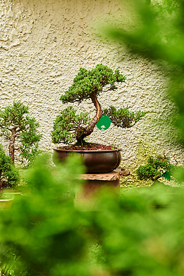 포토 JPG 해외이미지 화분 화초 사람없음 원예 해외202309 해외포토 식물 취미 파일형식