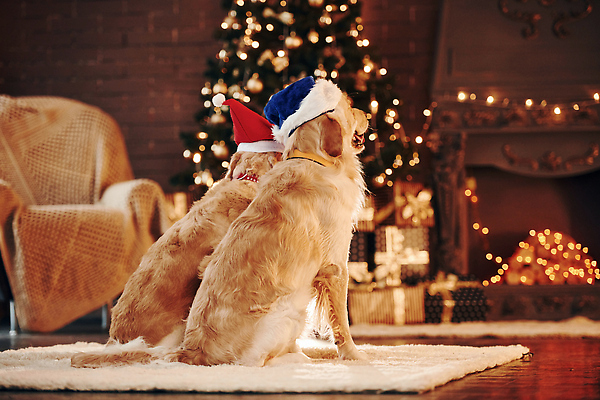 포토 JPG 해외이미지 크리스마스 두마리 의자 산타모자 실내 앉기 사람없음 뒷모습 아웃포커스 골든리트리버 강아지 보케 빛망울 해외202309 해외포토 모자_잡화 기념일 뷰포인트 가구 2 모션 촬영기법 내부 빛 반려동물 개 리트리버 파일형식