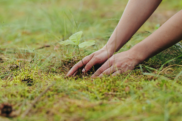 포토 JPG 해외이미지 나무 식물 손 지구 컨셉 잎 농업 채소 자연 새로움 씨앗 한명 사람 초록색 세계 글로벌 새싹 환경 희망 흙 봄 성장 잡기 보호 숲 작음 땅 원예 도토리 개발 돌봄 땅바닥 모종 묘목 밭일 생태학 심기 생존 해외202309 해외포토 1 계절 교육 감정 산업 컬러 모션 바닥 취미 신체부위 견과류 크기 생태계 파일형식
