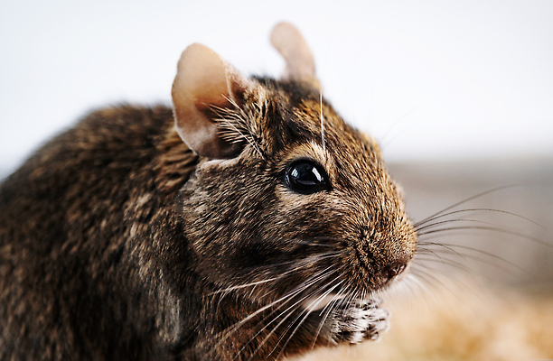 포토 JPG 해외이미지 동물 1 포유류 자연 수염 주택 실내 사람없음 반려동물 닫기 쥐 설치류 다람쥐 칠레 내추럴 동물상 총구 해외202309 해외포토 모션 내부 건물 조형물 남아메리카 생태계 파일형식