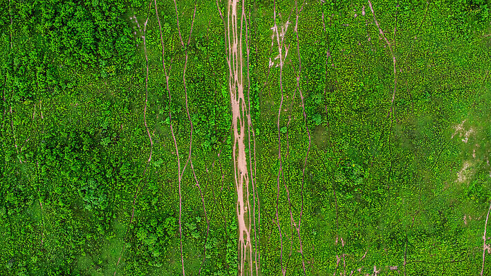 포토 JPG 해외이미지 식물 동물 공원 산업 길 백그라운드 밭 농업 포유류 자연 안테나 사람없음 야외 초록색 뷰티 농장 농경지 갈색 환경 맑음 가축 산책 시골 소 보호 군중 방목 땅 먼지 내추럴 기르기 드론 밭일 생태학 조감도 찰과상 해외202309 해외포토 공공시설 교육 컬러 컨셉 통신 날씨 휴식 사람 축산업 상처 생태계 돌봄 파일형식