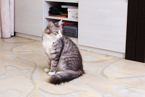 포토 JPG 해외이미지 동물 1 응시 행복 얼굴 컬러 백그라운드 포유류 자연 휴식 수염 주택 털 실내 앉기 사람없음 빨간색 반려동물 뷰티 머리 고양이 회색 흰색 큼 모피 호기심 얼룩무늬 솜털 기르기 순혈 해외202309 해외포토 시선 감정 컨셉 무늬 모션 내부 건물 신체부위 크기 생태계 돌봄 파일형식