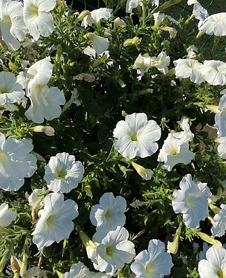 포토 JPG 해외이미지 나무 식물 디자인 배너 계절 꽃잎 꽃 분홍색 컬러 꽃다발 백그라운드 잎 꽃무늬 패턴 자연 벽지 사람없음 야외 장식 초록색 컬러풀 뷰티 정원 보라색 성장 벚꽃 흰색 신선 개화 닫기 원예 질감 내추럴 피튜니아 해외202309 해외포토 무늬 모션 취미 생태계 파일형식