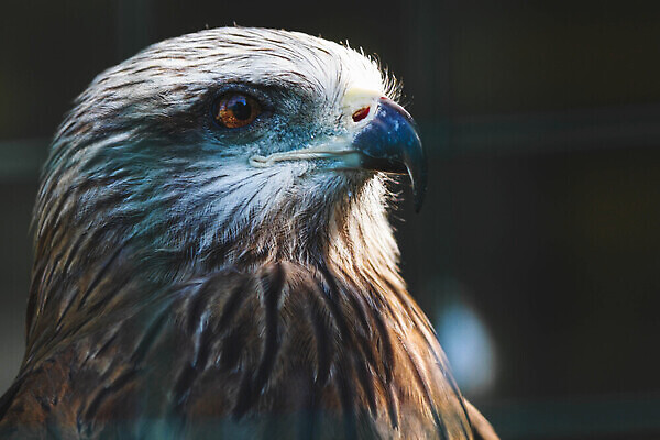 포토 JPG 해외이미지 모양 나무 얼굴 자연 조류 동물원 사람없음 뷰티 검은색 미국 자유 먹이 수집 심볼 깃털 사인 그림 사냥 부리 독수리 육식동물 사냥꾼 마스코트 전국 해외202309 해외포토 식물 동물 직업 컬러 컨셉 북아메리카 신체부위 생태계 파일형식