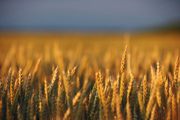 포토 JPG 해외이미지 식물 디자인 계절 음식 빵 컬러 백그라운드 밭 농업 자연 건조 건강 옥수수 씨앗 사람없음 야외 빛 농작물 태양 농장 농경지 노란색 농사 맑음 일몰 수확 성장 농촌 시골 황금 낟알 시리얼 밀 유기농 보리 밀짚 내추럴 밭일 숙성 호밀 해외202309 해외포토 자연요소 웰빙 산업 날씨 곡류 노을 짚 생태계 파일형식