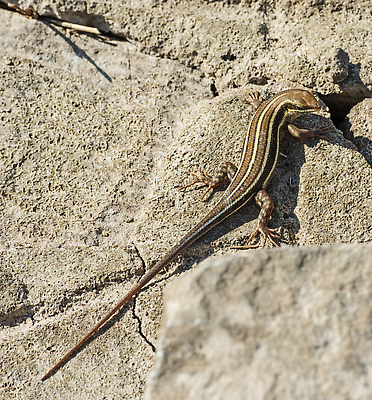 포토 JPG 해외이미지 동물 야생동물 파충류 자연 사람없음 야외 환경 정원 줄무늬 바위 시골 작음 도마뱀 육식동물 밀짚 내추럴 동물상 집게발 해외202309 해외포토 무늬 조형물 돌_바위 짚 크기 생태계 파일형식