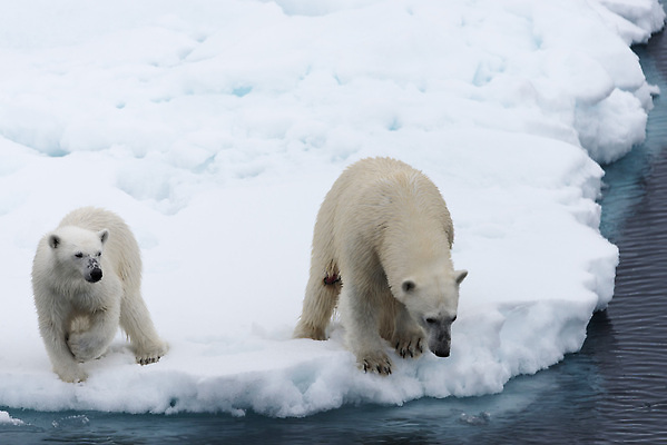포토 JPG 해외이미지 야생동물 두마리 겨울 사람없음 추위 흰색 눈 북극 북극곰 빙하 먹이사냥 해외202309 해외포토 자연요소 동물 계절 컬러 2 곰 날씨 극지방 파일형식