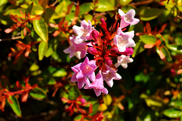 포토 JPG 해외이미지 나무 식물 디자인 공원 꽃 분홍색 컬러 백그라운드 잎 꽃무늬 밭 자연 사람없음 야외 초록색 뷰티 정원 봄 덮개 벚꽃 흰색 경계선 개화 원예 보케 상록수 내추럴 해외202309 해외포토 계절 공공시설 선 무늬 농업 취미 뚜껑 경계 생태계 파일형식