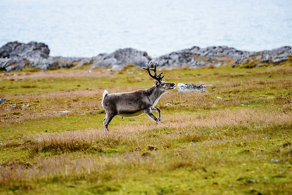 포토 JPG 해외이미지 동물 야생동물 여행 백그라운드 겨울 포유류 자연 사슴 뿔 노르웨이 핀란드 사람없음 야외 파란색 흰색 북극 북쪽 알래스카 내추럴 그린란드 순록 스칸디나비아 해외202309 해외포토 계절 유럽 컬러 섬 북유럽 덴마크 미국 극지방 방향 생태계 파일형식
