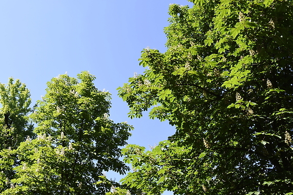 포토 JPG 해외이미지 나무 식물 계절 컬러 백그라운드 컨셉 잎 꽃무늬 패턴 자연 하늘 풍경 사람없음 야외 장식 초록색 여름 파란색 빛 햇빛 태양 뷰티 환경 화목 봄 활발 나뭇가지 신선 밤 숲 유기농 생태계 질감 부드러움 내추럴 광합성 엘리먼트 해외202309 해외포토 자연요소 웰빙 꽃 무늬 견과류 감각 파일형식