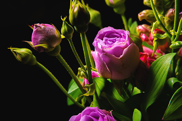 포토 JPG 해외이미지 식물 디자인 꽃잎 꽃 분홍색 컬러 꽃다발 백그라운드 꽃무늬 자연 사람없음 장식 빨간색 초록색 뷰티 정원 어둠 봄 벚꽃 흰색 신선 개화 닫기 다발 부드러움 해외202309 해외포토 계절 무늬 모션 감각 생태계 파일형식