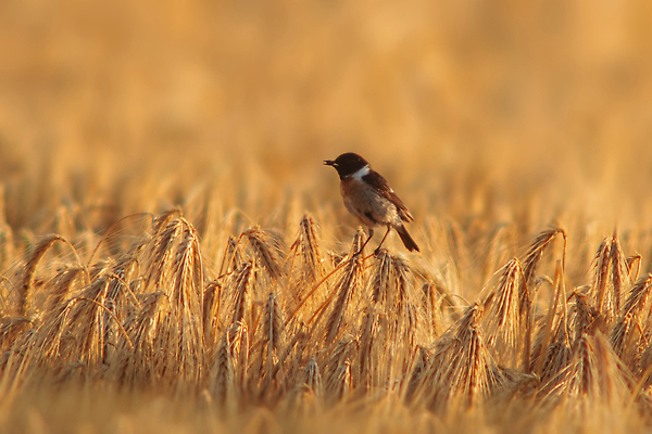 포토 JPG 해외이미지 동물 공원 유럽 야생동물 백그라운드 노래 자연 조류 휴식 앉기 사람없음 야외 목재 컬러풀 뷰티 환경 정원 황무지 가슴 깃털 부리 내추럴 동물상 유라시아 해외202309 해외포토 나무 공공시설 나라 아시아 음악 컬러 컨셉 재료 모션 신체부위 조형물 생태계 파일형식