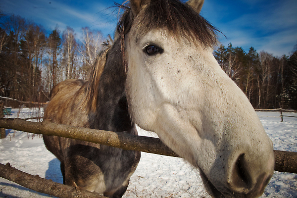 포토 JPG 해외이미지 동물 컬러 겨울 농업 자연 동화 풍경 사람없음 빛 뷰티 귀여움 마을 얼음 가축 추위 흰색 시골 점 숲 만족 갈기 방목장 해외202309 해외포토 자연요소 계절 감정 산업 컨셉 생태계 파일형식