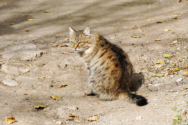포토 JPG 해외이미지 동물 포유류 자연 사람없음 반려동물 뷰티 갈색 고양이 흰색 강아지 얼룩무늬 기르기 시베리아 순혈 해외202309 해외포토 컬러 무늬 개 생태계 돌봄 파일형식