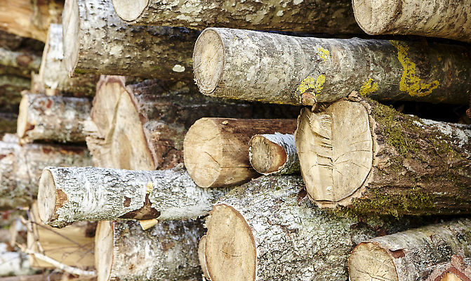 포토 JPG 해외이미지 나무 산업 백그라운드 패턴 부분 자연 건조 사람없음 야외 목재 갈색 쌓기 환경 에너지 흰색 시골 오픈 원형 거친 숲 장작 자르기 목수 질감 통나무 나무껍질 연료 자작나무 잡동사니 내추럴 벌목 수목 해외202309 해외포토 도형 식물 직업 컬러 무늬 재료 모션 껍질 생태계 파일형식