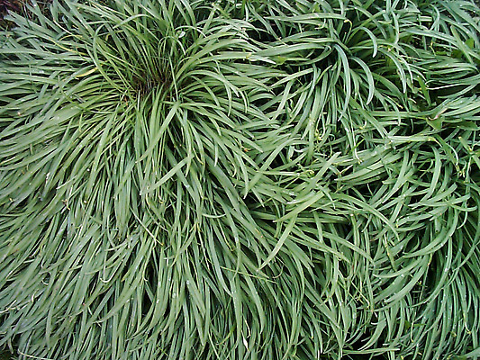 포토 JPG 해외이미지 백그라운드 자연 사람없음 하이앵글 젖음 물방울 칼날 항공촬영 땅바닥 해외202309 해외포토 뷰포인트 바닥 생태계 파일형식