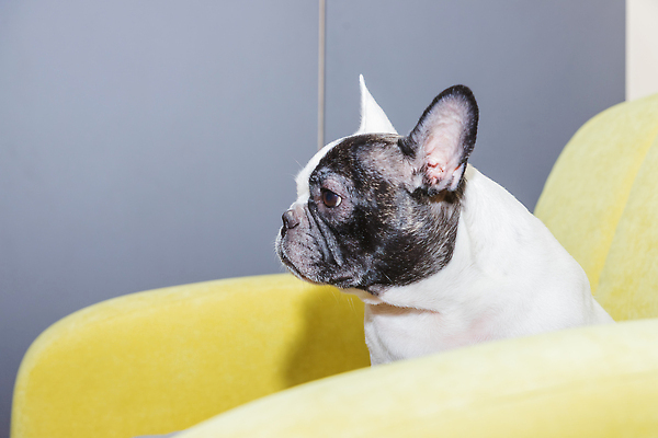 포토 JPG 해외이미지 동물 1 행복 얼굴 포유류 휴식 주택 피곤 사람없음 반려동물 소파 뷰티 갈색 귀여움 검은색 방 흰색 침대 잠 개 강아지 작음 코 귀 안락의자 불독 송곳니 프랑스어 거짓말 기르기 유래 순혈 해외202309 해외포토 문자 감정 컬러 가구 컨셉 의자 건물 신체부위 치아 크기 돌봄 파일형식